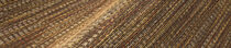 osmanthus-geloma-54562-3-mood