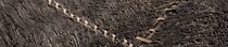 Black-brown-bark-1-Z580